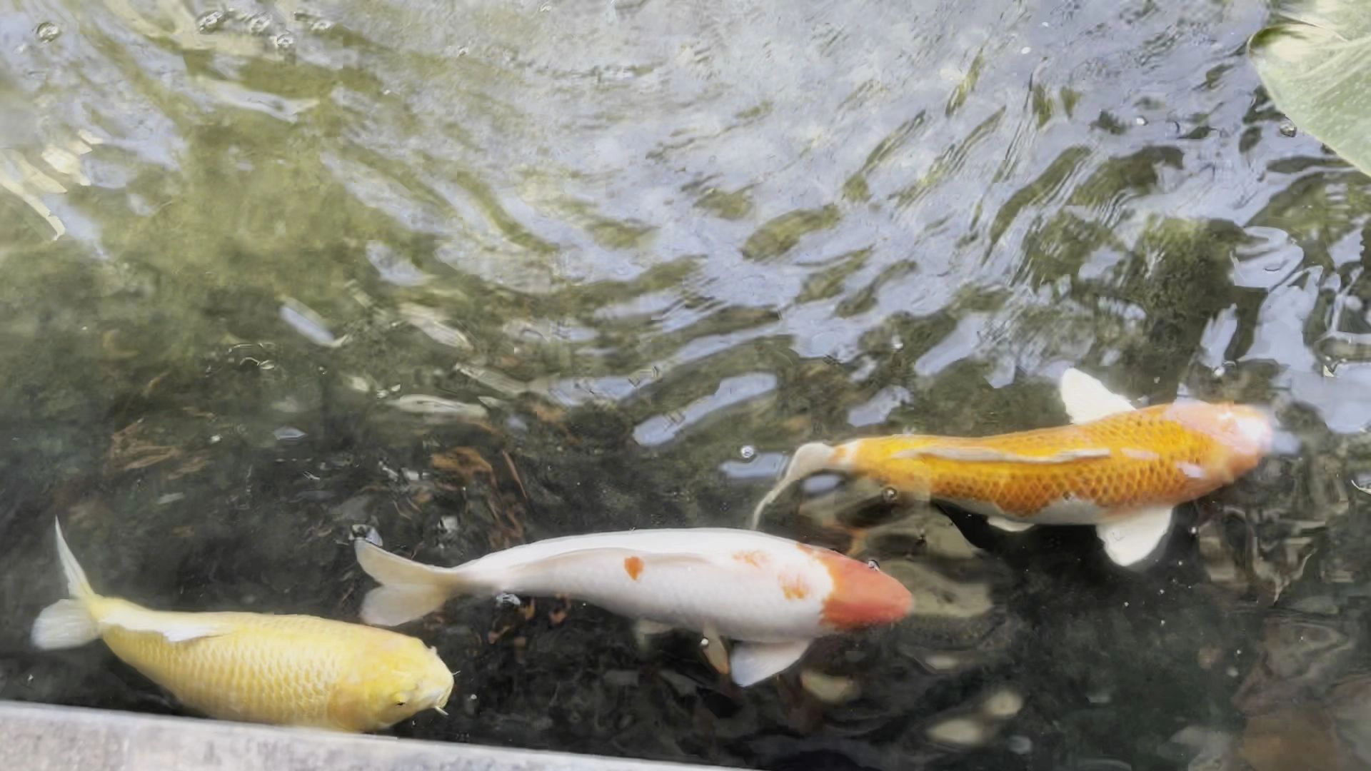 Overhead shot of a pond in Coquitlam BC, with three colorful koi fish swimming.