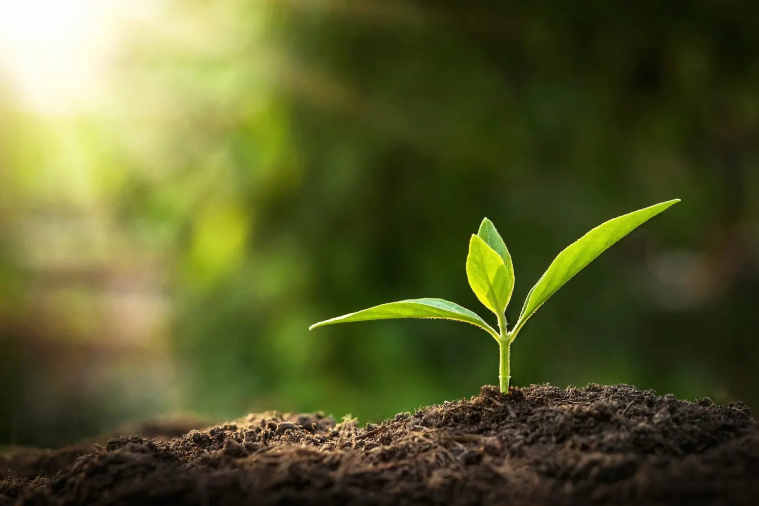 wealth planning 01 Sapling Wealth & Wellness