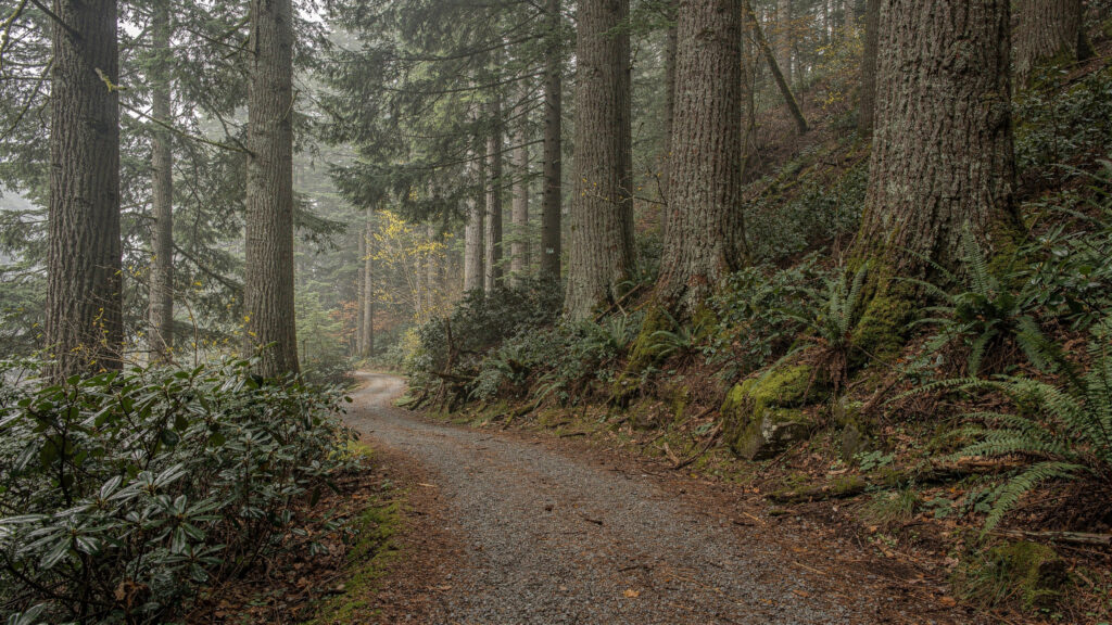 Burke Mountain Trails: Coquitlam Hiking Guide