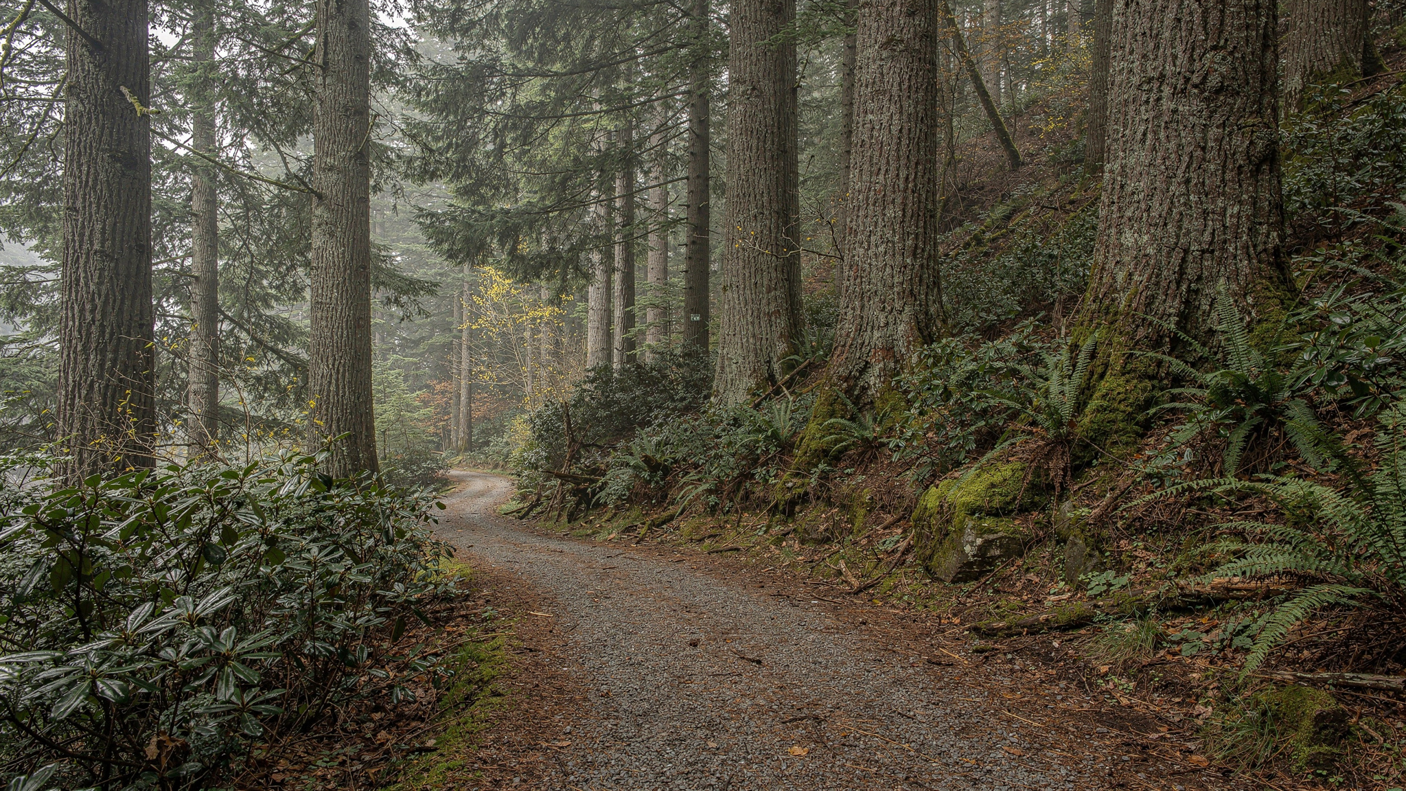 Burke Mountain Trails: Coquitlam Hiking Guide