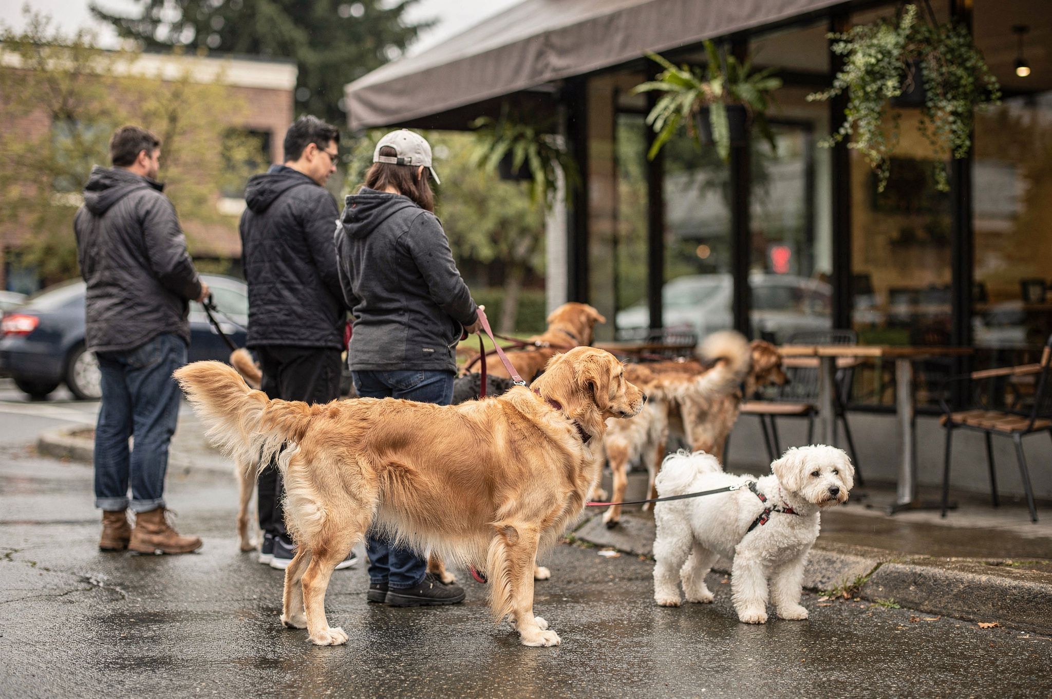 cafe delitzi coquitlam dogs and people in line v2 Where To Eat With Your Dog In Coquitlam BC dogs and owners waiting outside coquitlam cafe patio | GPS: 49.329010, -122.725350