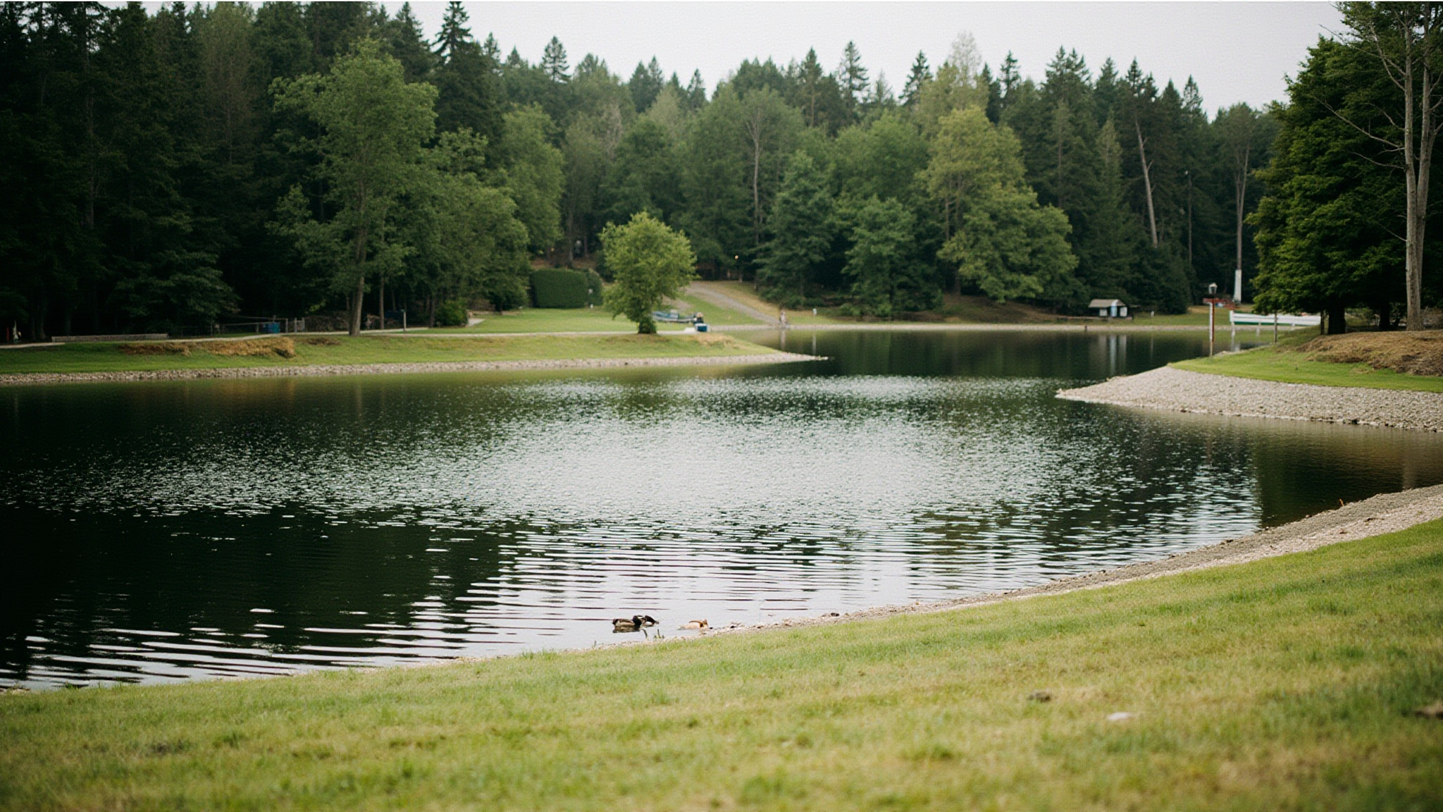 comolake featured coquitlam Como Lake Park Coquitlam: Complete Visitor Guide Como Lake Park in Coquitlam with ducks on the calm water and green trees surrounding the small neighbourhood lake
