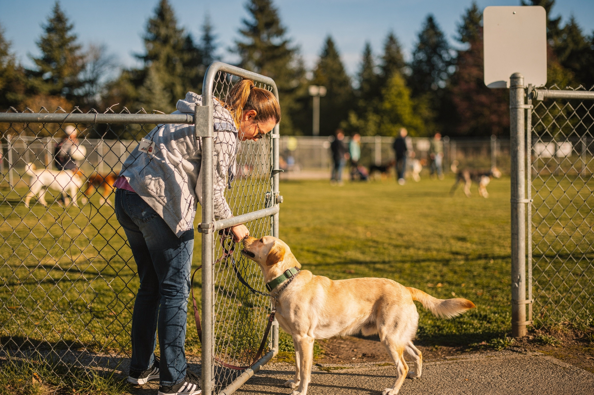 dog owner with labrador at coquitlam dog park gate