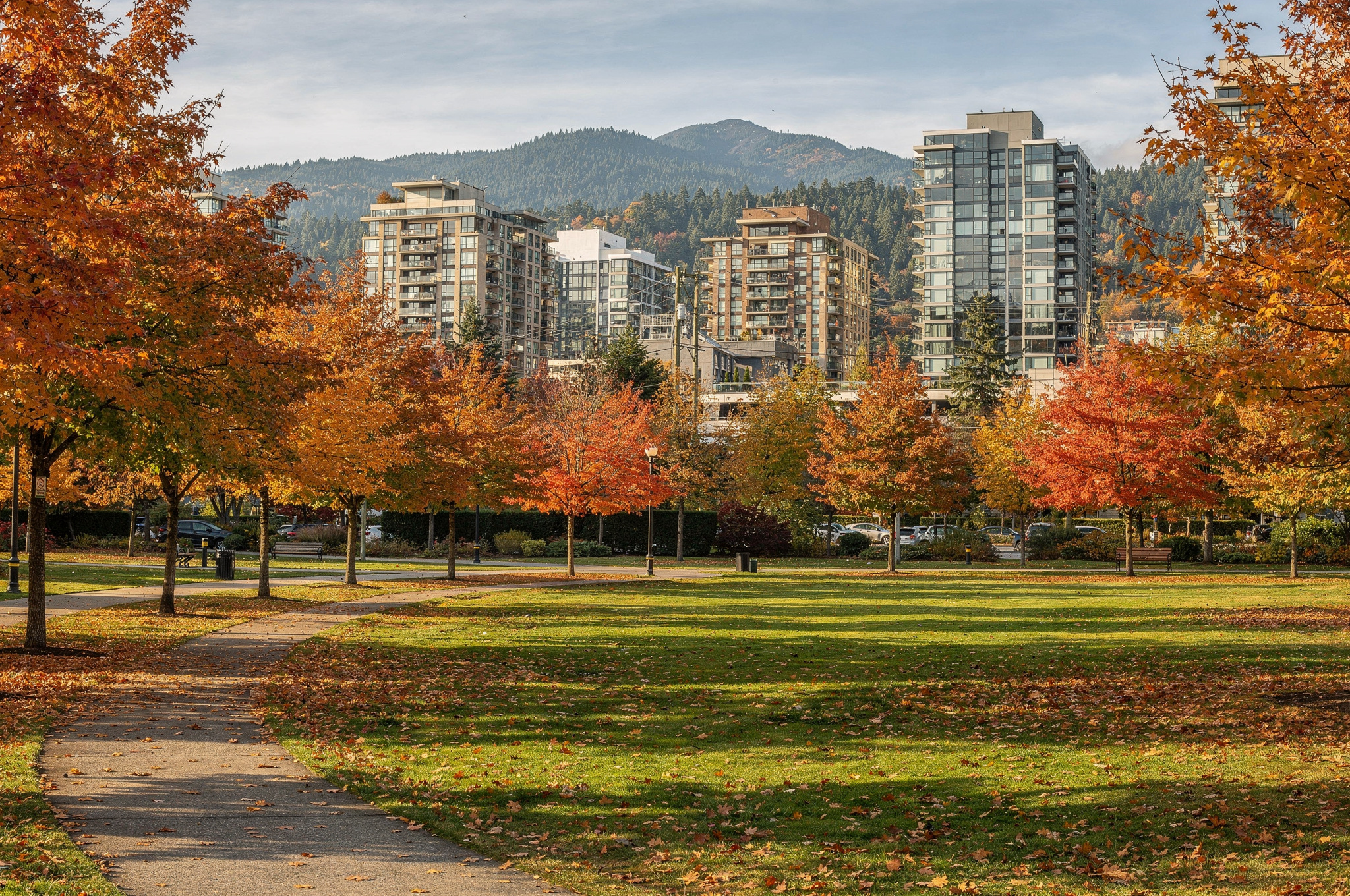 fall leaves and residential towers in Coquitlam Town Centre Park