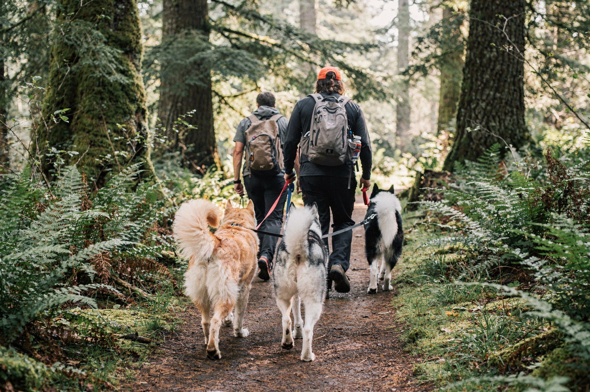 hikers walking dogs on forest trail seen from behind