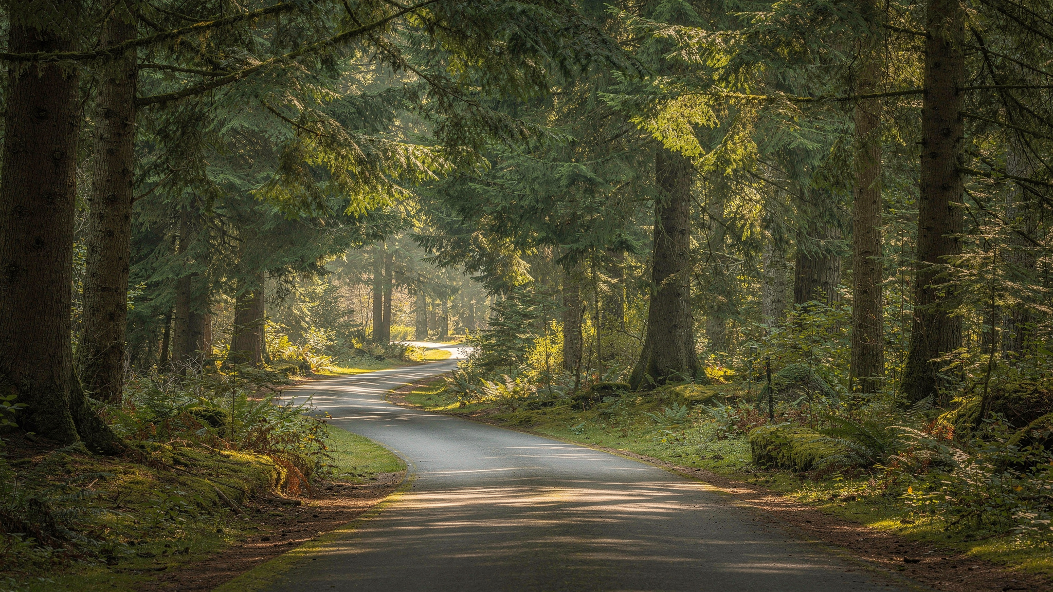 mundy park coquitlam forest trail Mundy Park Coquitlam: Complete Visitor Guide Paved forest trail winding through tall mature trees at Mundy Park in Coquitlam BC
