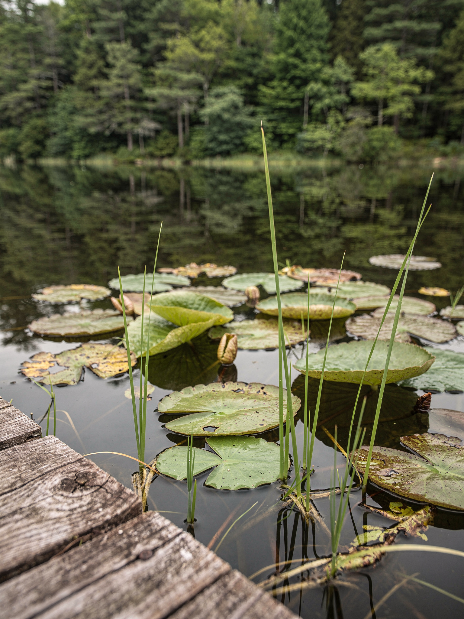 mundy park coquitlam lily pads Mundy Park Coquitlam: Complete Visitor Guide Mundy Lake and Lost Lake