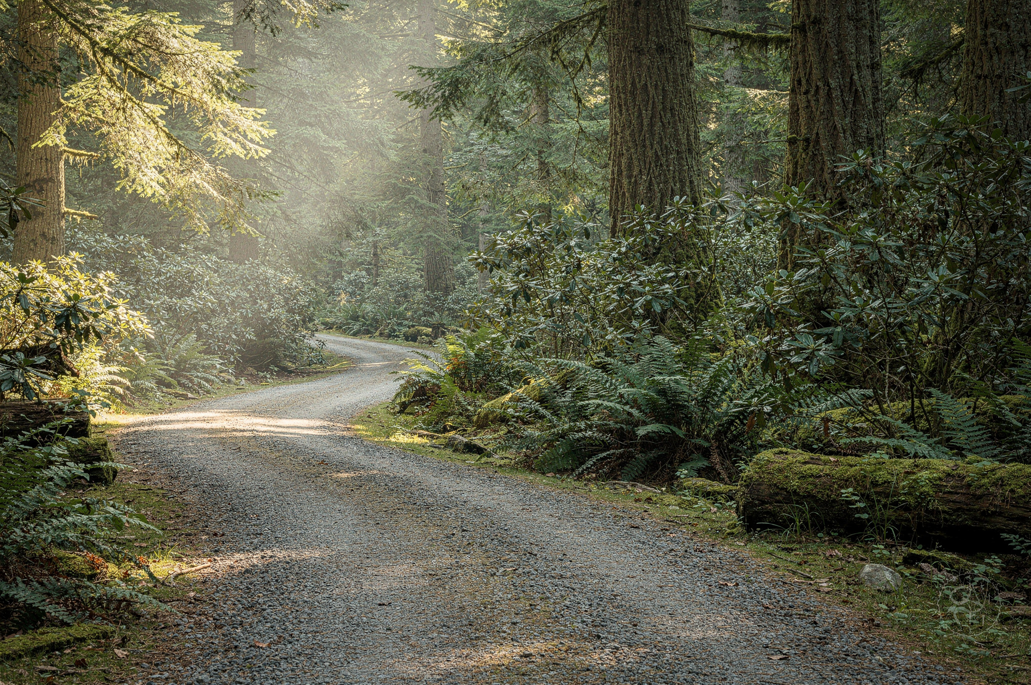 mundy park local forest pathway surrounded by trees v2 Parks In Coquitlam for family outings mundy park local forest pathway surrounded by trees | GPS: 49.339327, -122.709535