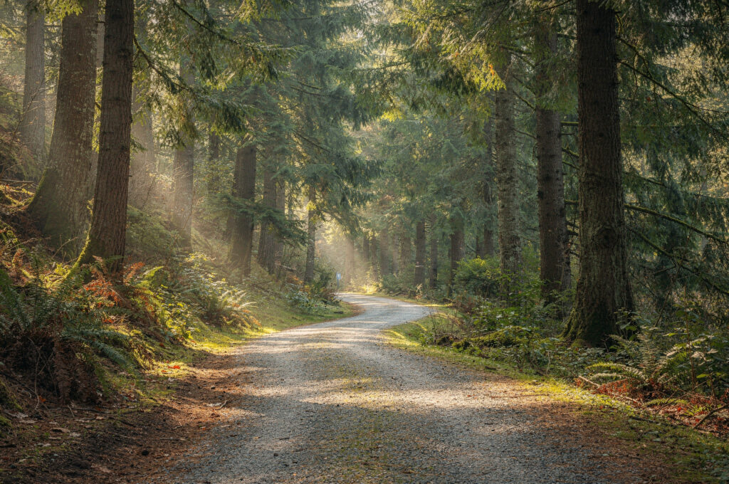 mundy park path in coquitlam forest sunlight rays v2 Your Guide to Free Outdoor Fitness Trails in Coquitlam BC forested walking path with sunbeams in Mundy Park Coquitlam